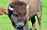 bison silhouette